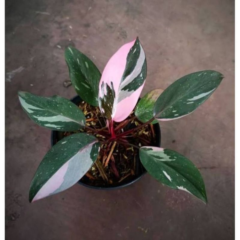tanaman hias-philodendroon pink princes-tanaman murah-philo-pink princes