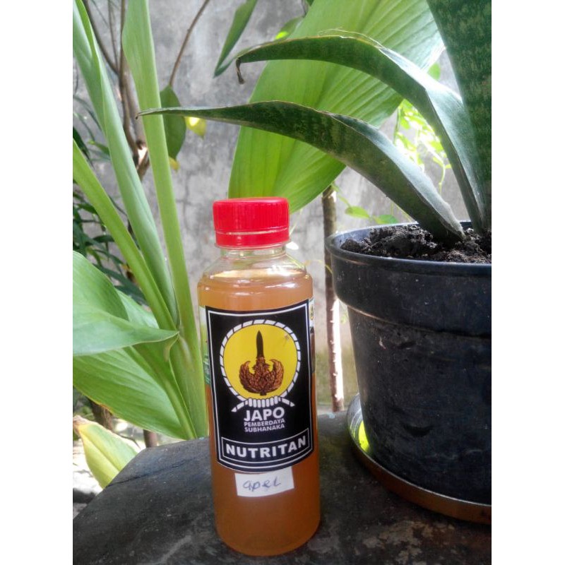 fermentasi buah apel