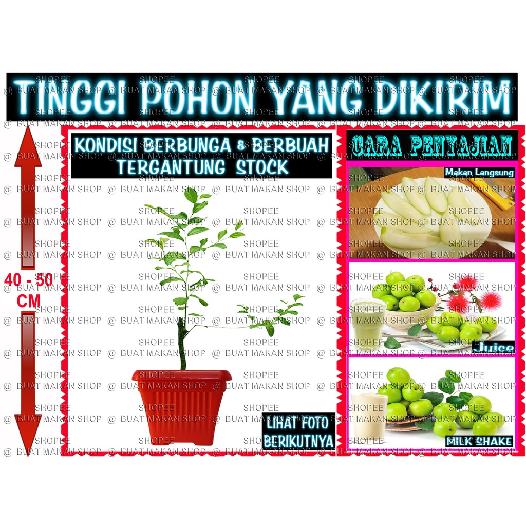 

CHUNTAO JUMBO BERBUAH