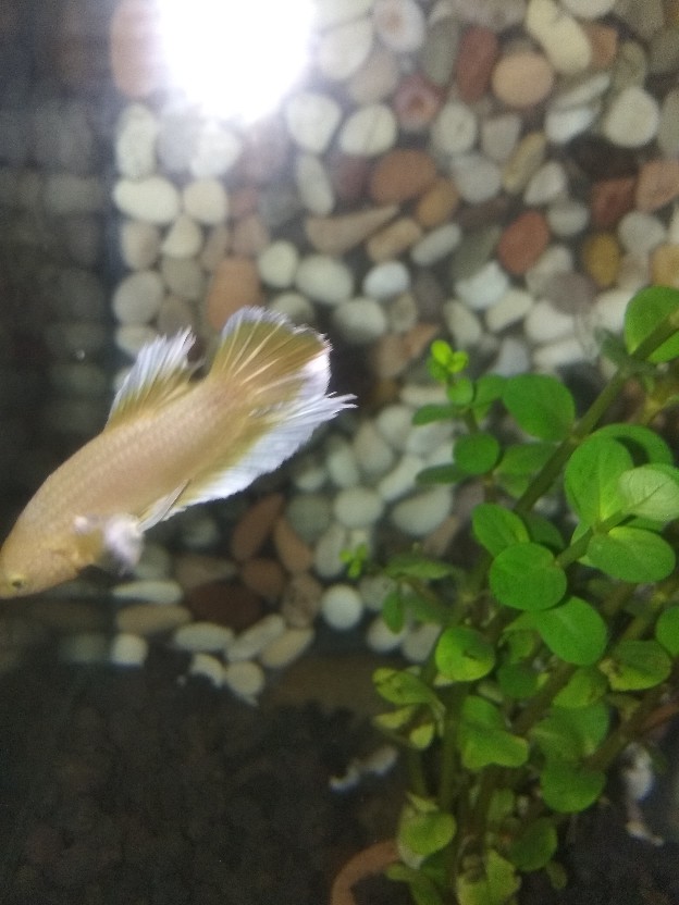 Ikan Cupang Hias Plakat Big Ear Soft Gold Mewah