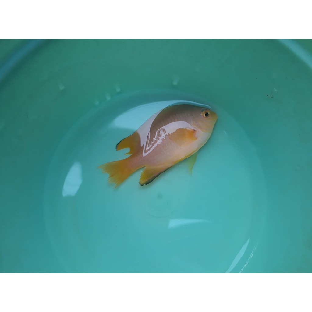 Betok Kuning/Lemon damselfish-Rekus pellet