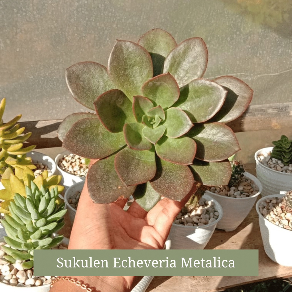 Sukulen Echeveria Metalica Jumbo