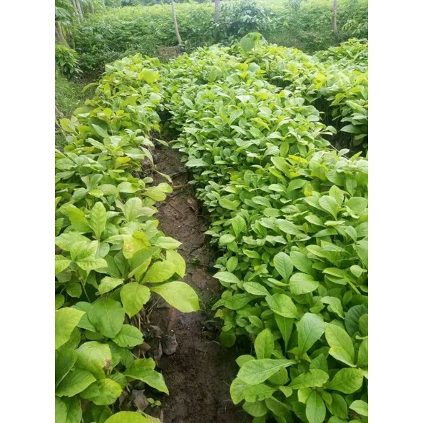 JATI EMAS BIBIT TANAMAN POHON JATI UNGGUL SUPER