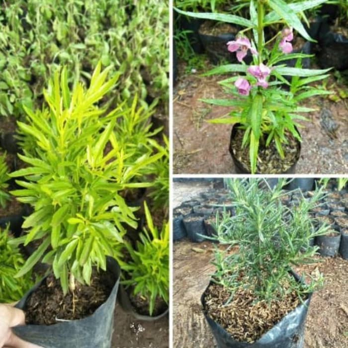 Paket 3 tanaman anti nyamuk lavender rosmary jodia