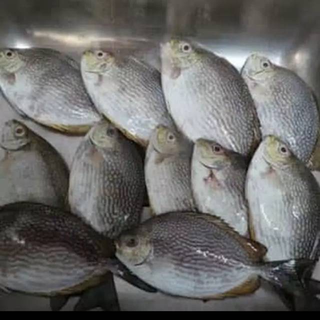 

IKAN BRONANG UKURAN SEDANG fres segar