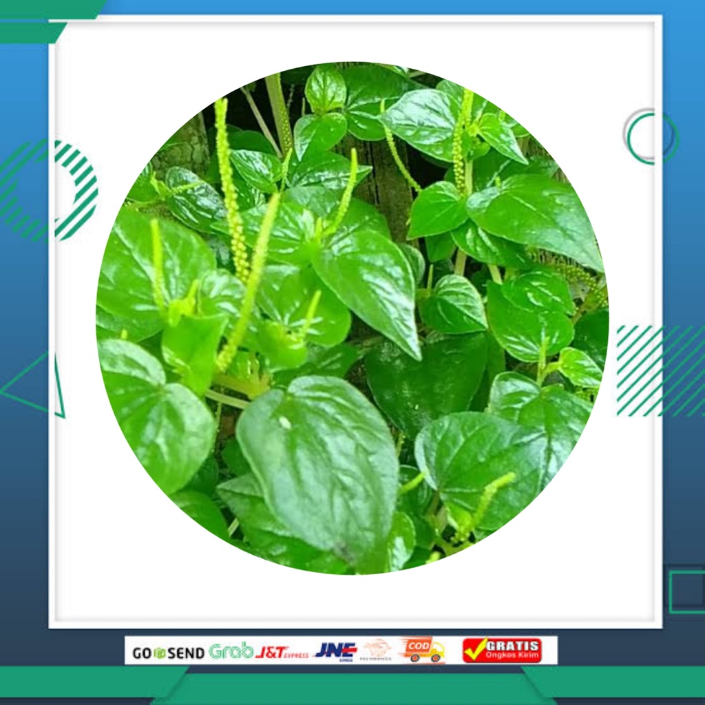 

Daun sirih cina obat herbal
