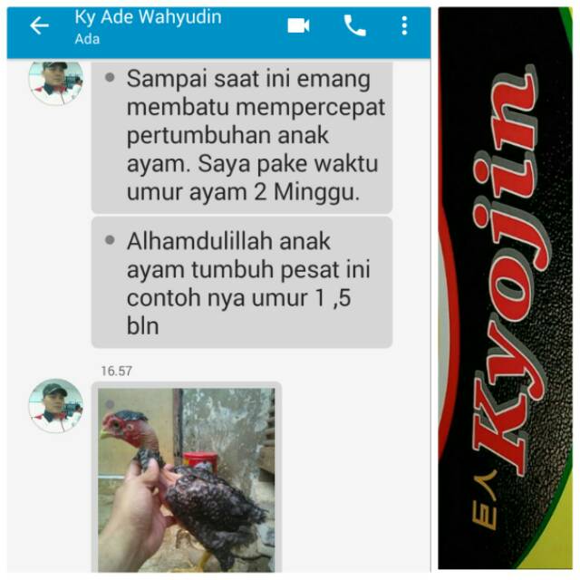 Kyojin Segel Gold Pakan Ayam Raksasa Original Segel Gold Shopee Indonesia