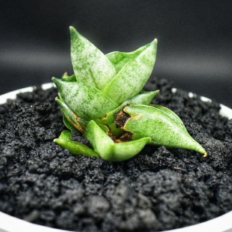 Sansivera Boncel New Clone (BNC)