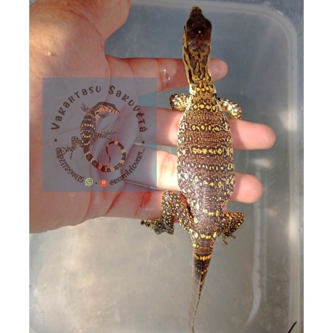 ❗SUMBAWA MURAH❗ - VARANUS SALVATOR - BABY SALVA SUMBAWA - BIAWAK SUMBAWA
