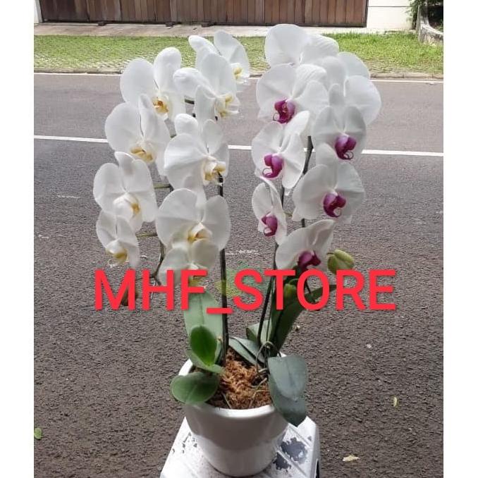 Promo Anggrek Bulan Dewasa