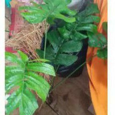 Mostera amydrium medium