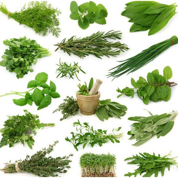 Cups Paket Benih Bibit Tanaman Herbal Isi 10 Jenis Tanaman Import Grosir Shopee Indonesia