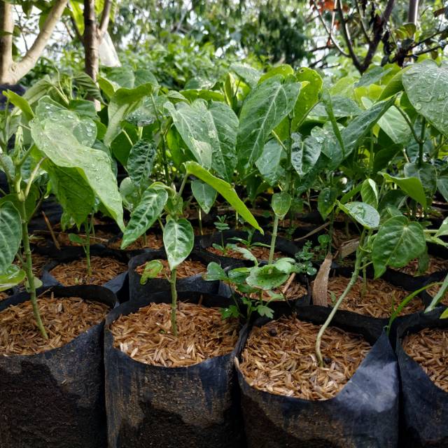 Bibit Buah Markisa Manis