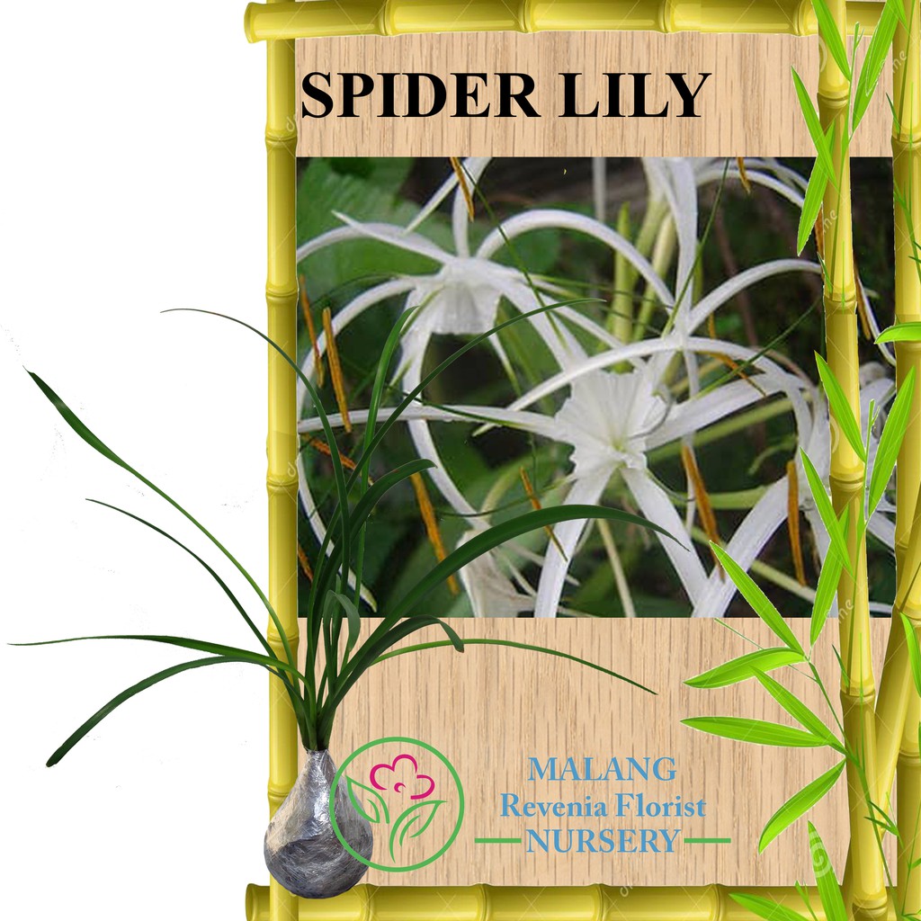 Tanaman Spider Lily