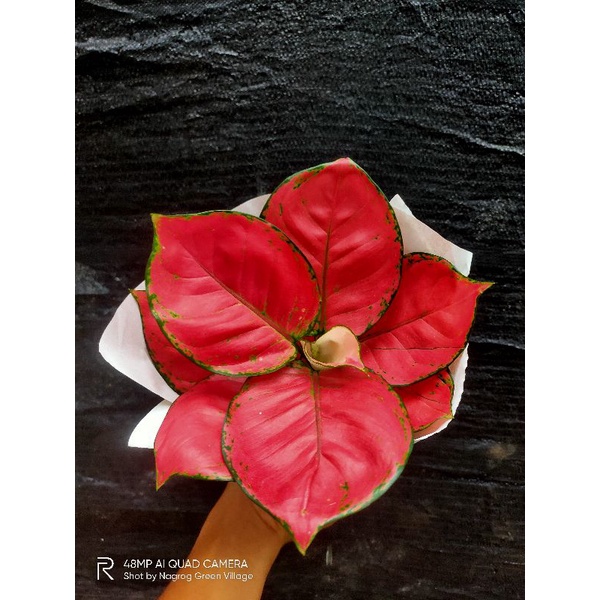 aglaonema red Anjamani