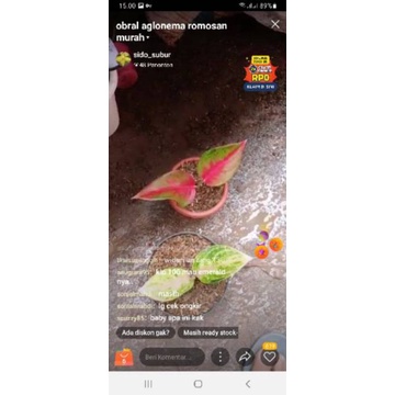 paket 2 aglonema anakan