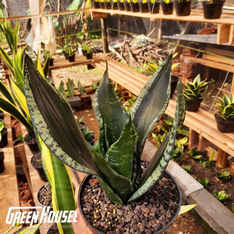sansevieria futura whitney indukan jumbo