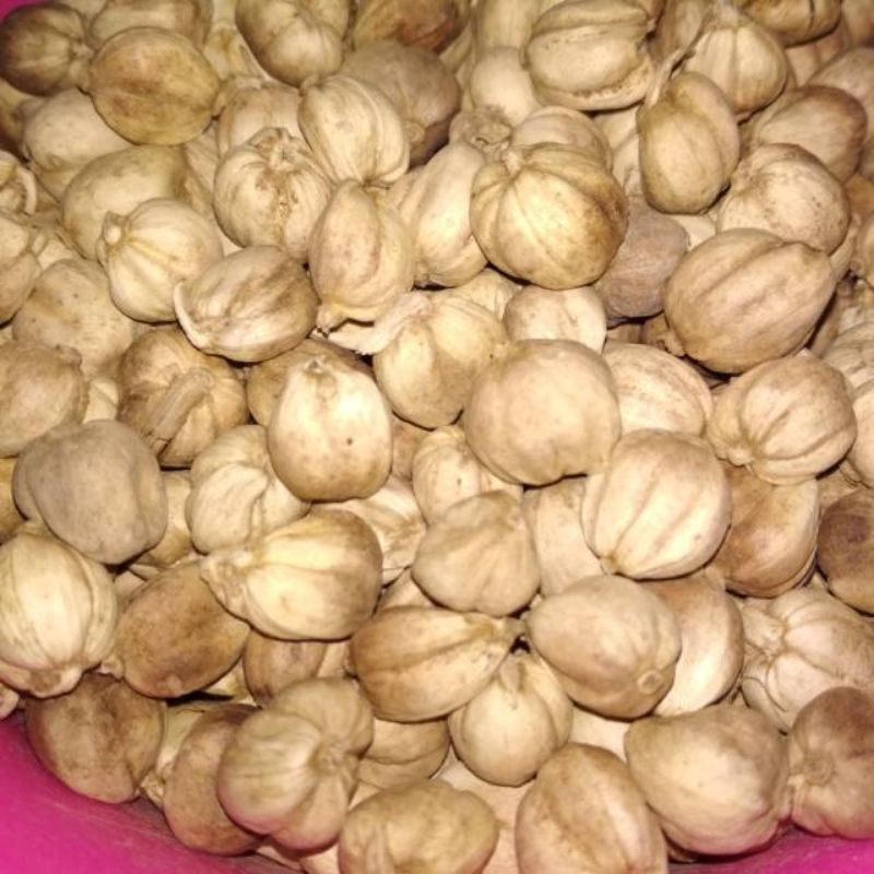 

kapolaga Jawa kering 100g