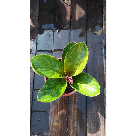 Jemani Mangkok Tornado Dewasa Varigata