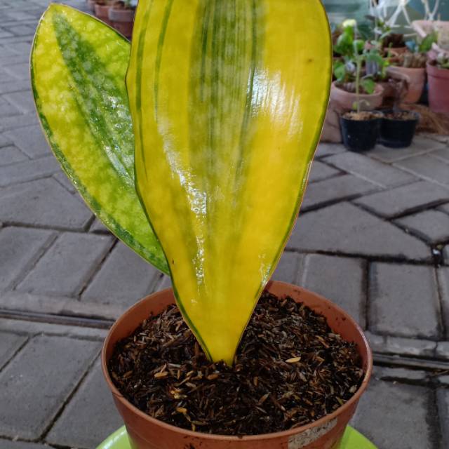 sensivera varigata dpt 1 daun