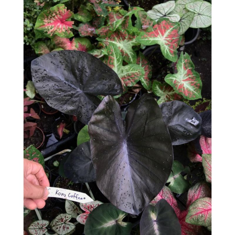 Bibit colocasia Kona coffe | colocasia import (bibit umbi)