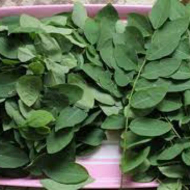 

Daun katuk segar