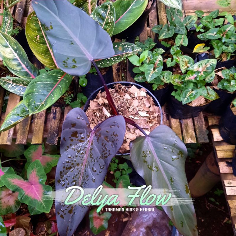 Tanaman hias Philodendron dark lord / pilo hati/ati / philodendron Black cardinal pilo jantung