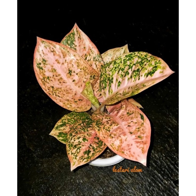 Aglonema Stardust Orange Mewah | Tanaman Hias Aglonema Stardust Orange Mutasi