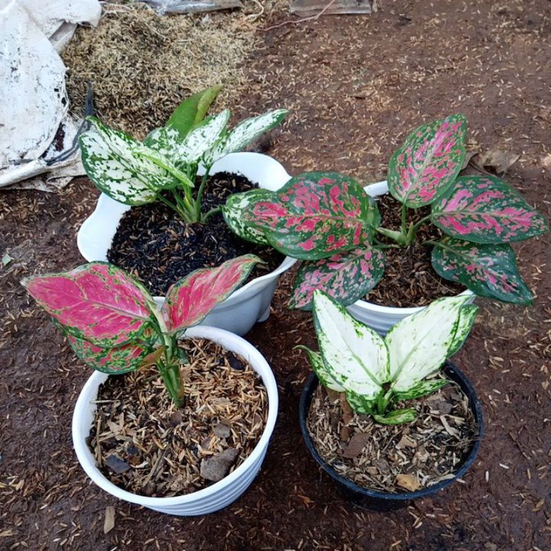 paketan 4 aglonema (super white-red anjamani-dut white -dut anjamani)