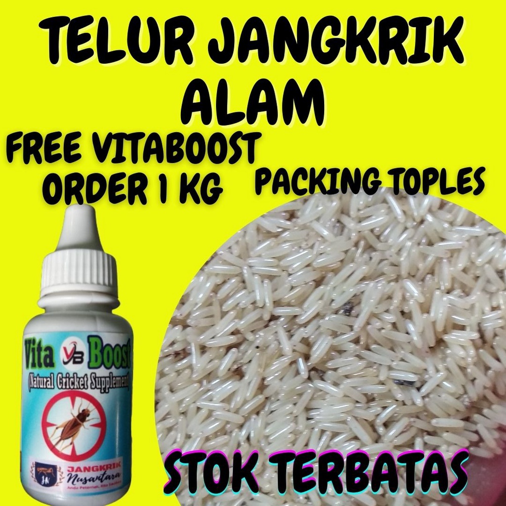 Telur jangkrik alam super murah bagus