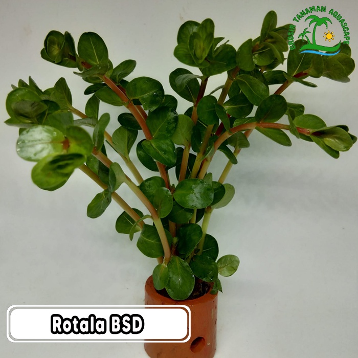 Tanaman Aquascape Rotala BSD - Tanaman Aquascape Low CO2 - Tanaman Aquascape Tanpa CO2 - Tanaman Aqu