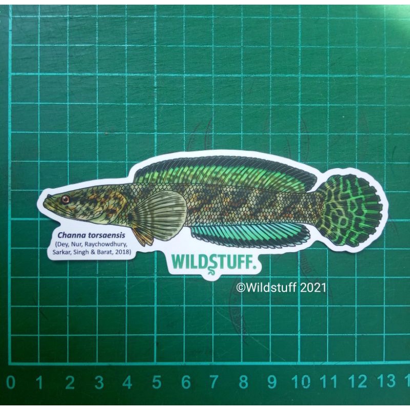 Sticker Wildstuff Channa torsaensis Blue Cobalt