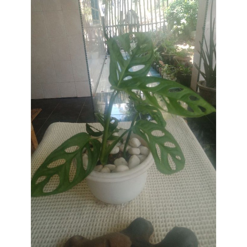 Tanaman Monstera OBLIQUA besar / janda bolong besar