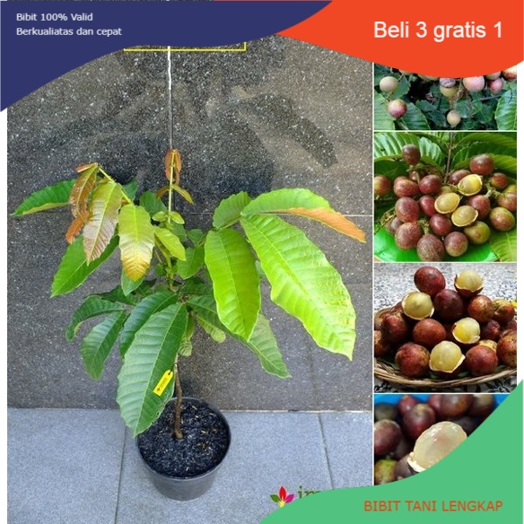 Bibit Tanaman Buah Matoa-Bibit Matoa Cangkok/Sambung