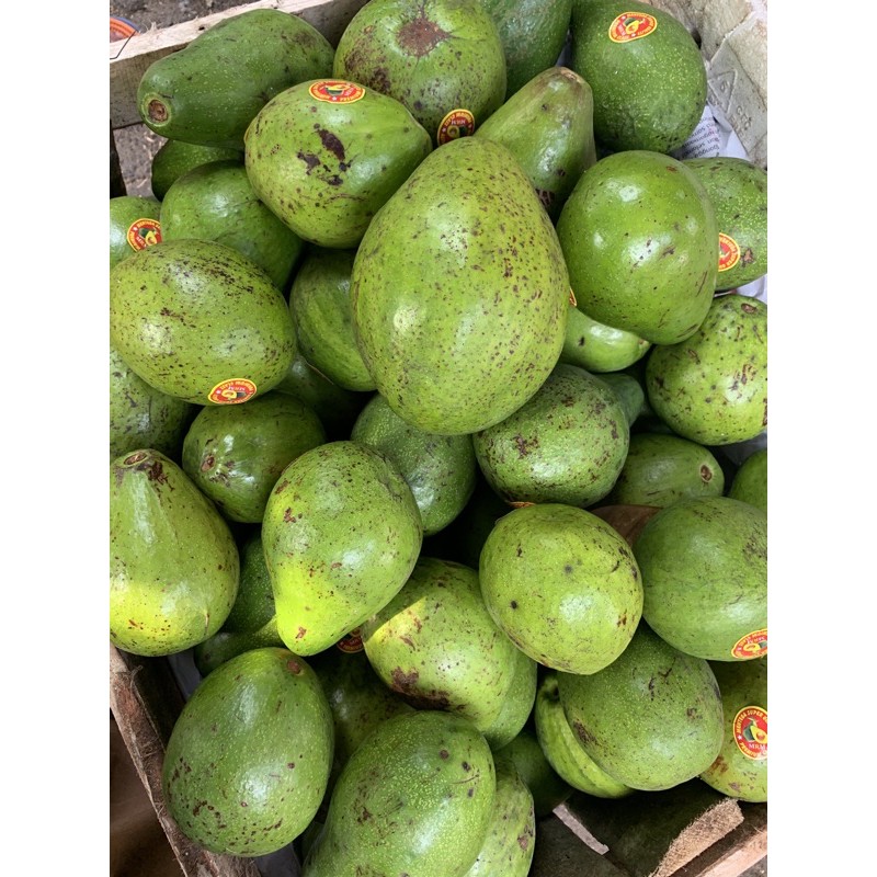 

buah alpukat 1kg