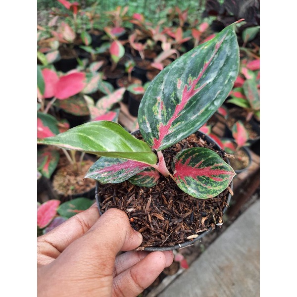 aglonema red borju // red borju aglonema