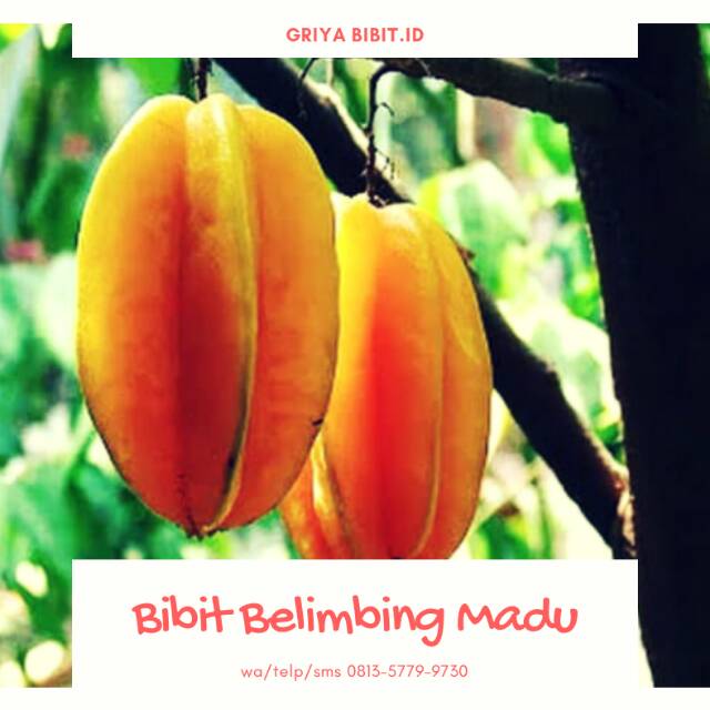 Bibit belimbing Madu