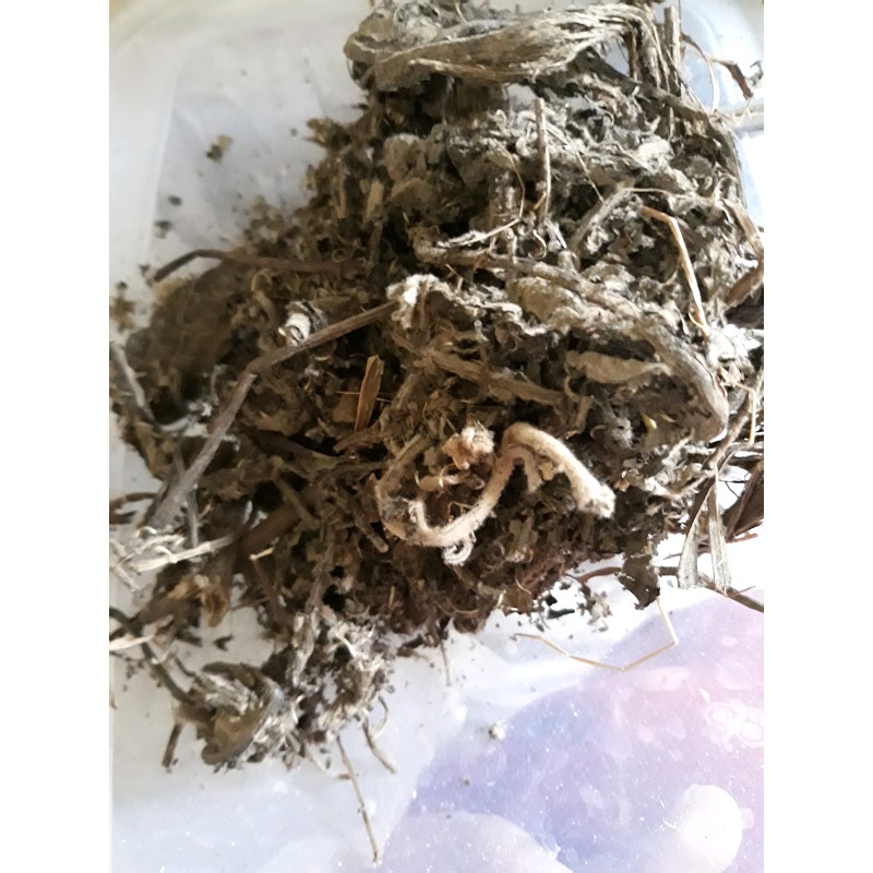 

Daun Sembung Kering