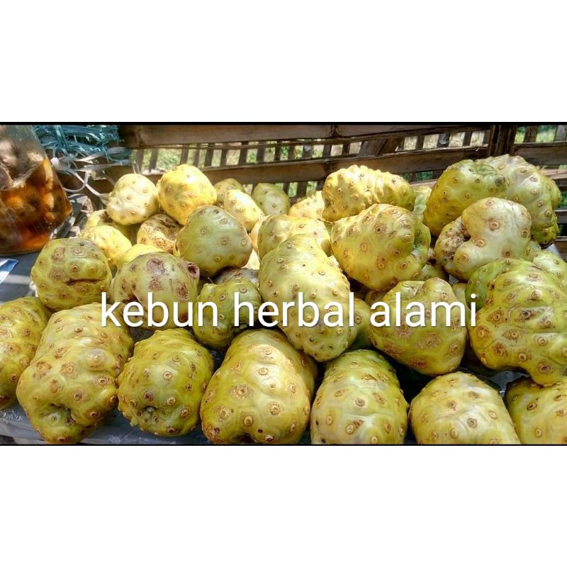 

buah mengkudu segar herbal