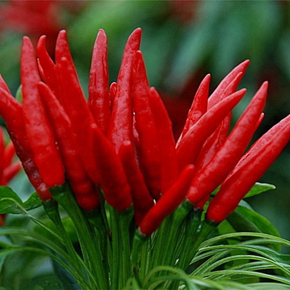 Benih Bibit Biji - Cabai Rawit Red Cluster Pepper Seeds - IMPORT