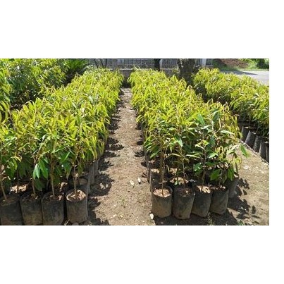 bibit Durian Musangking Kaki3