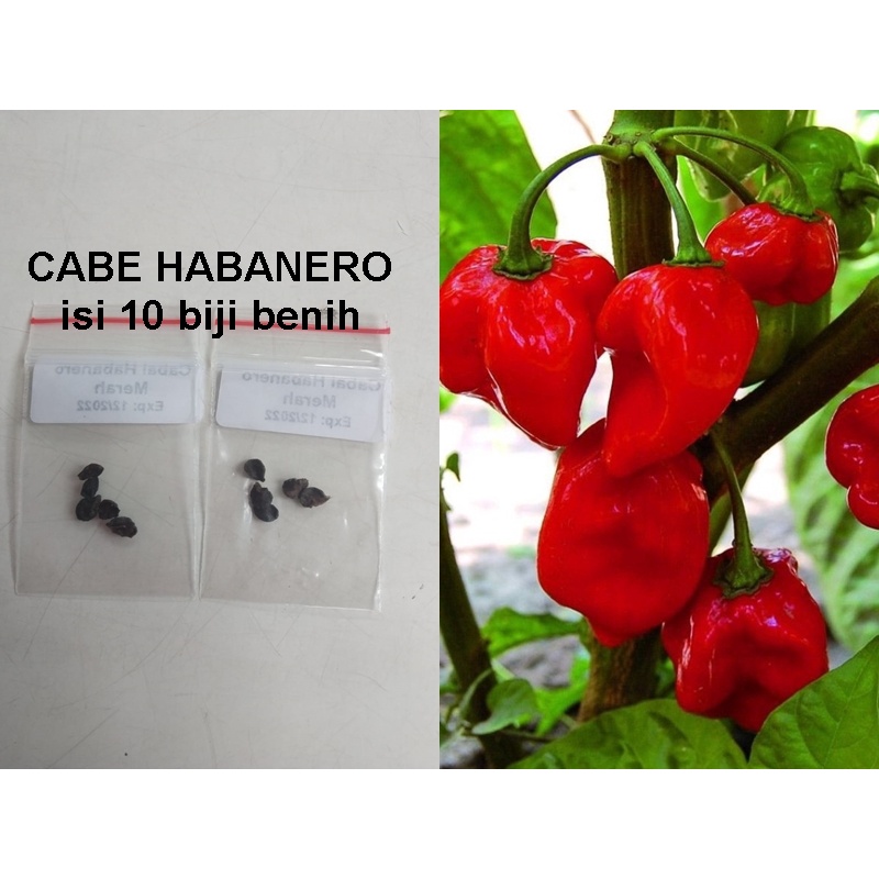 Benih Cabe Habanero/Bibit Cabe Habanero isi 10 Benih
