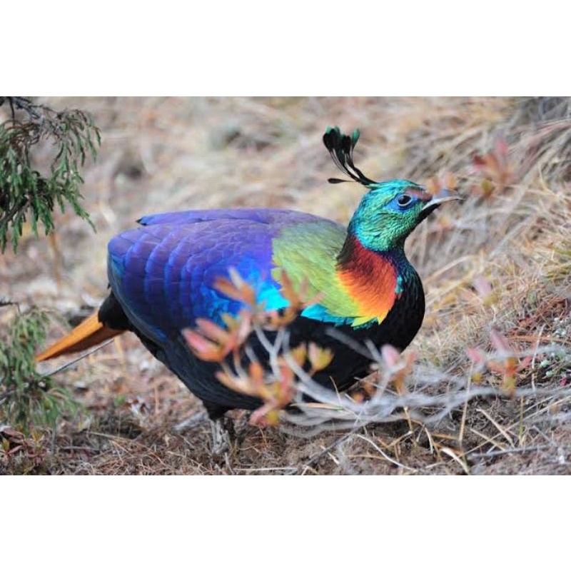 

TELUR AYAM FERTIL RINGNECK IMPEYAN PHEASANT UNTUK DITETASKAN