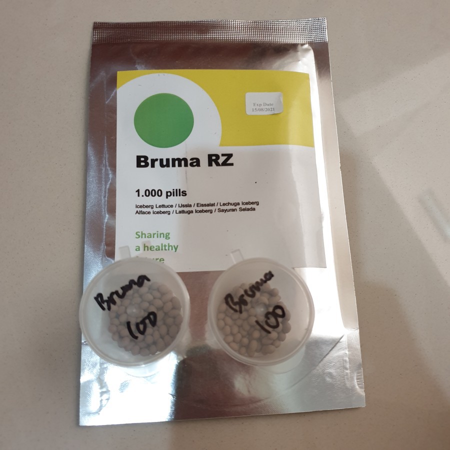 100 seeds repack Benih Bruma RZ Iceberg Bruma Rijk Zwaan