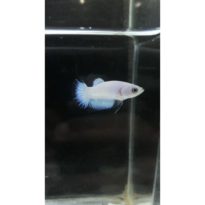 Ikan cupang bluerim thailand