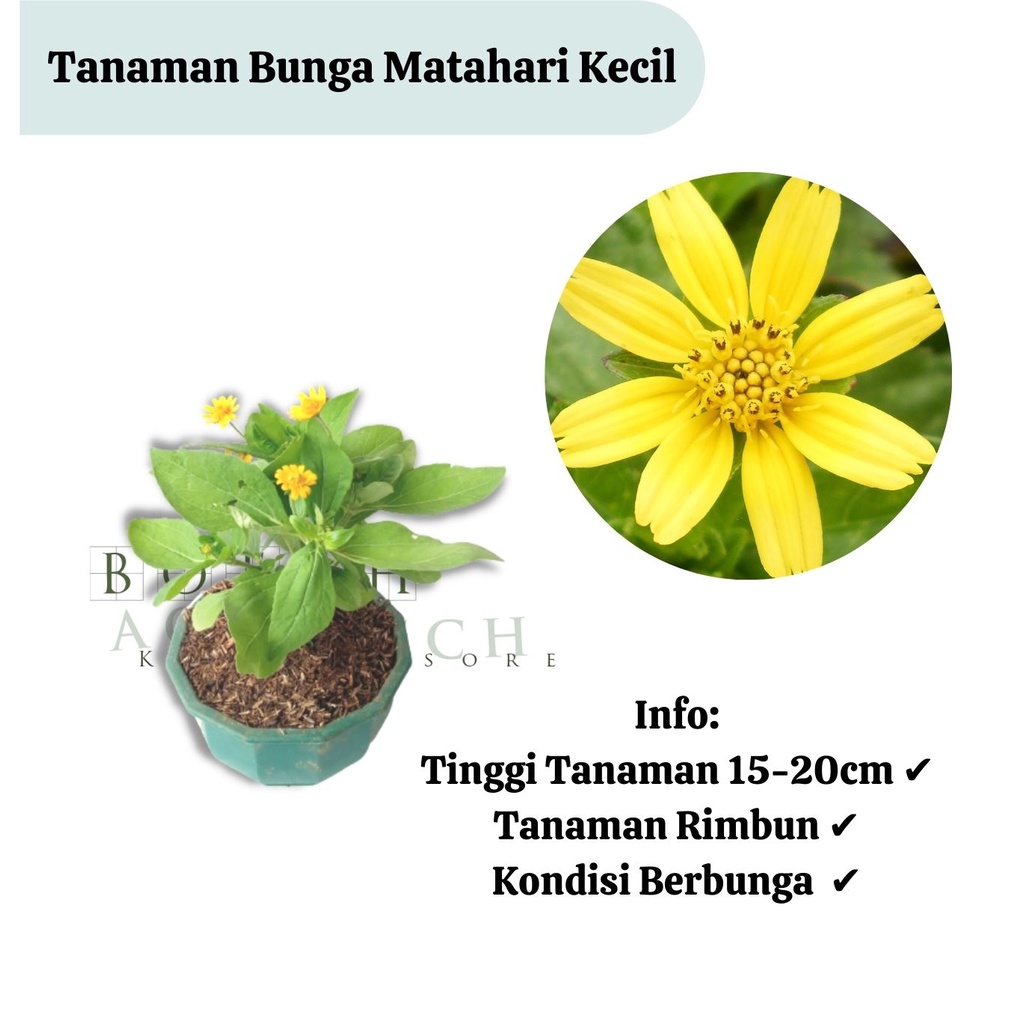 Bibit Tanaman Bunga Matahari Kecil/ Bunga Sunflower Mini Sudah Berbunga/Bunga Seribu Bintang