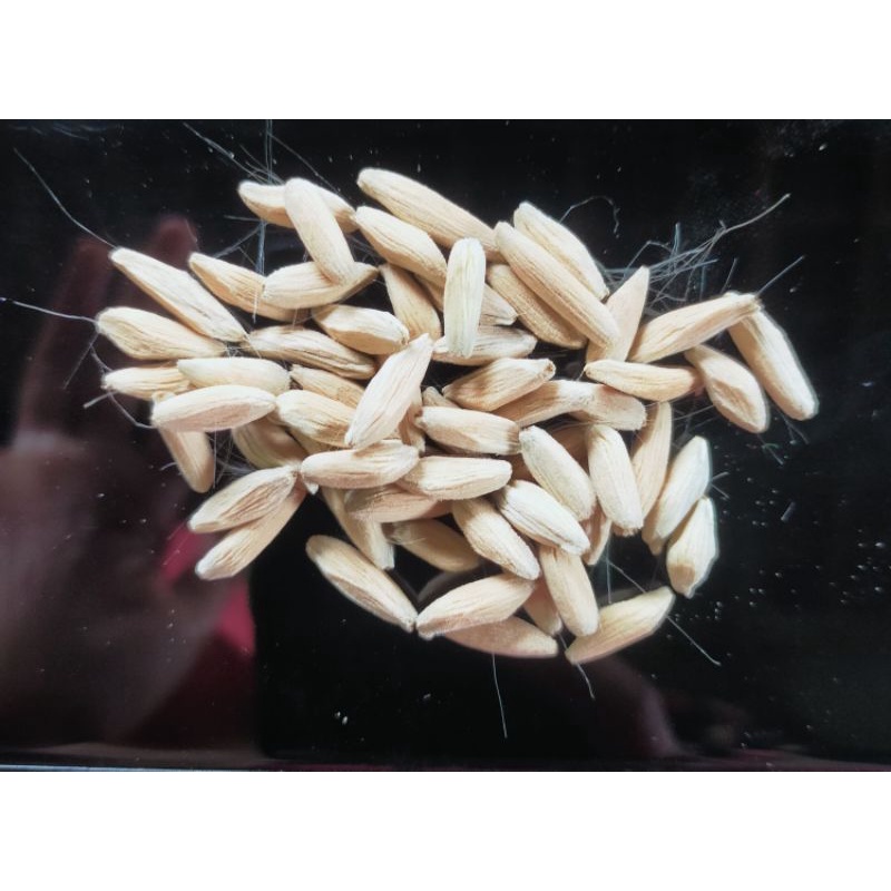 Seed BIGONE  (Adenium Arabicum/Biji/Seed/Bibit)