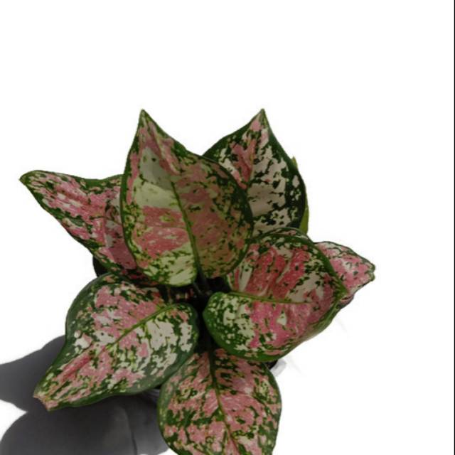 Aglaonema Dud Tri Colour