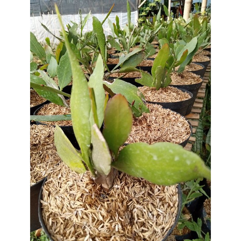 Tanaman hias wijaya kusuma mini