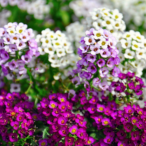 Benih Bibit Biji - Bunga Alyssum Wonderland Mix Flower Seeds - IMPORT